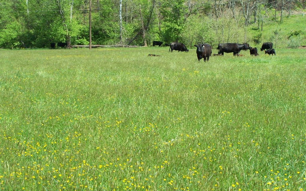 208 acres, Reedy, WV, Property ID 553888 Land and Farm