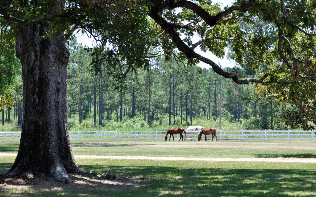 4620 acres, Albany, GA, Property ID 564903 Land and Farm