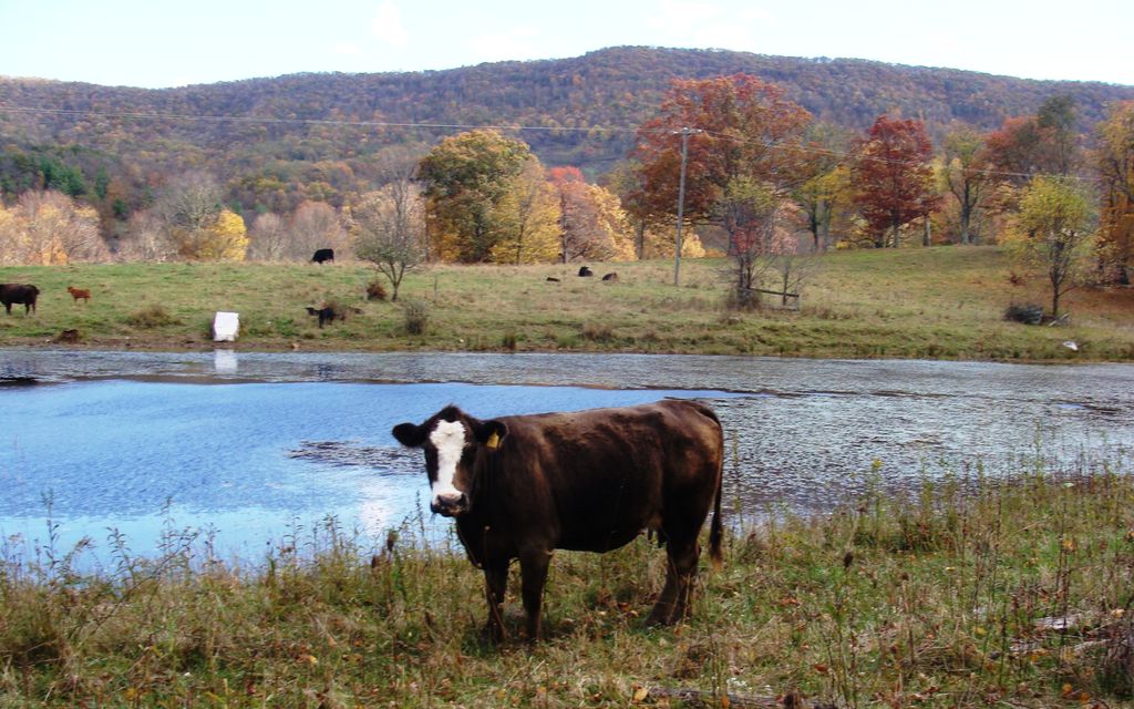 850 acres, Gap Mills, WV, Property ID 617843 Land and Farm