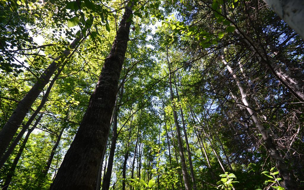 135 acres, Masardis, ME, Property ID 1322711 Land and Farm