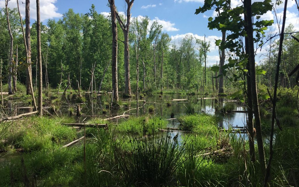 30 acres, Bamberg, SC, Property ID 3647094 Land and Farm