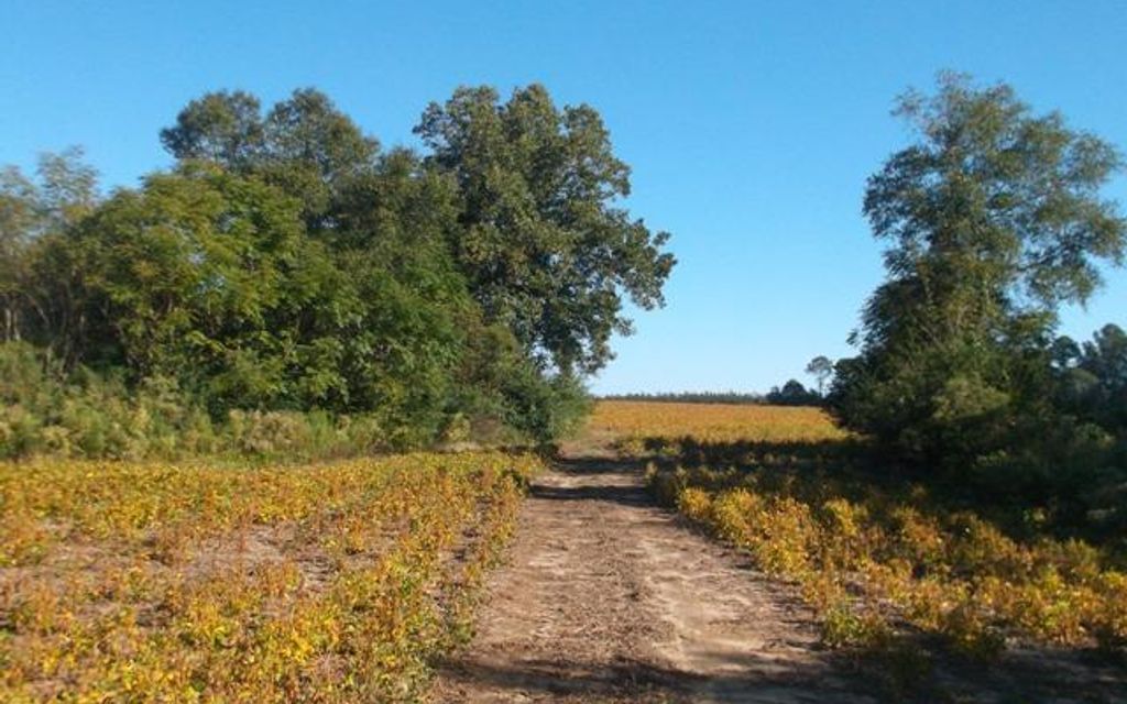 269.5 acres, Baxley, GA, Property ID 3299887 Land and Farm