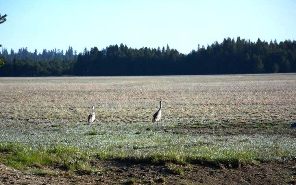 1280 acres, Chemult, OR, Property ID 3418283 Land and Farm