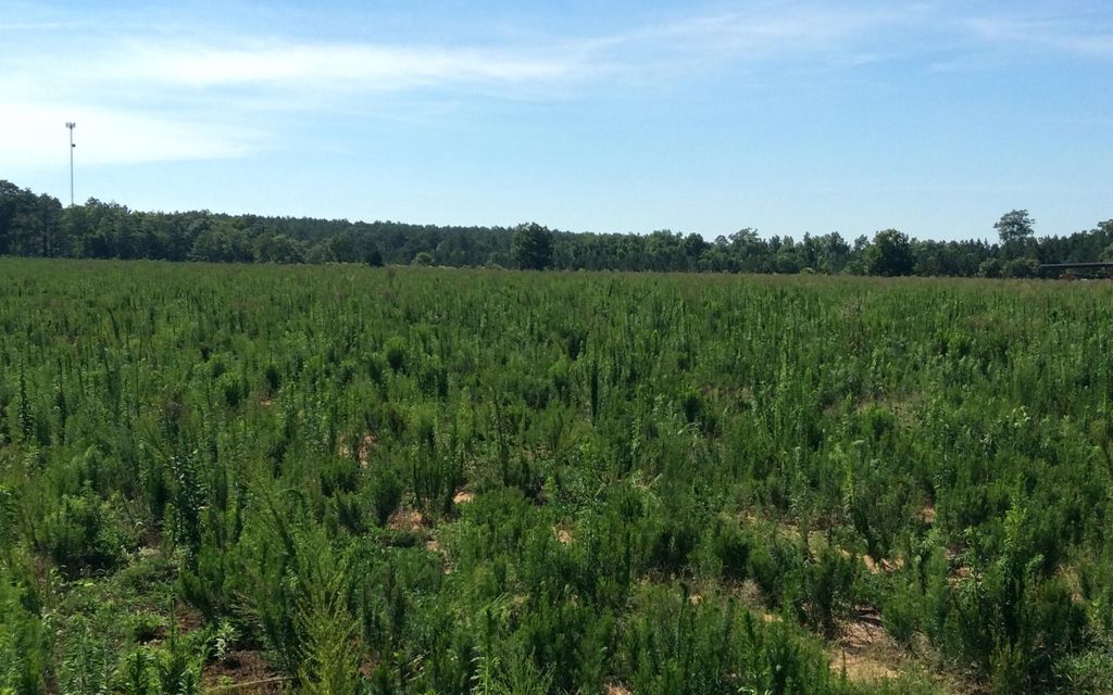 286 acres, Castleberry, AL, Property ID 3045022 Land and Farm