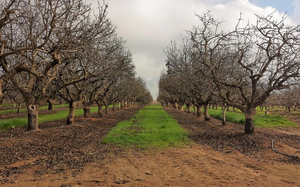 32.02 acres, Madera, CA, Property ID 4346692 Land and Farm