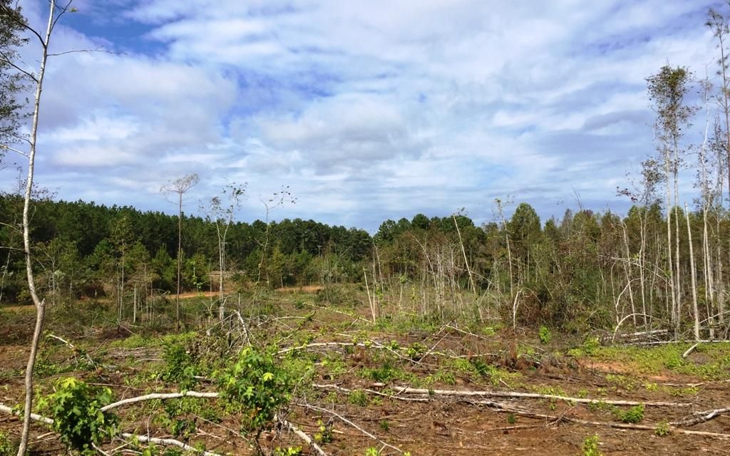 155 acres, Troy, AL, Property ID 7161773 Land and Farm