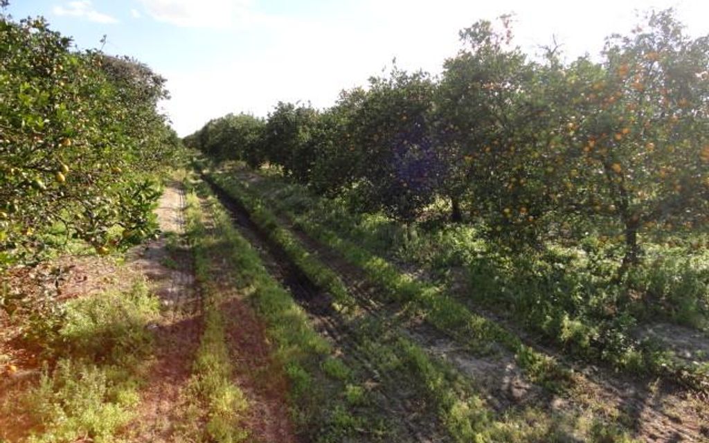 40.01 acres, Labelle, FL, Property ID 3596646 Land and Farm