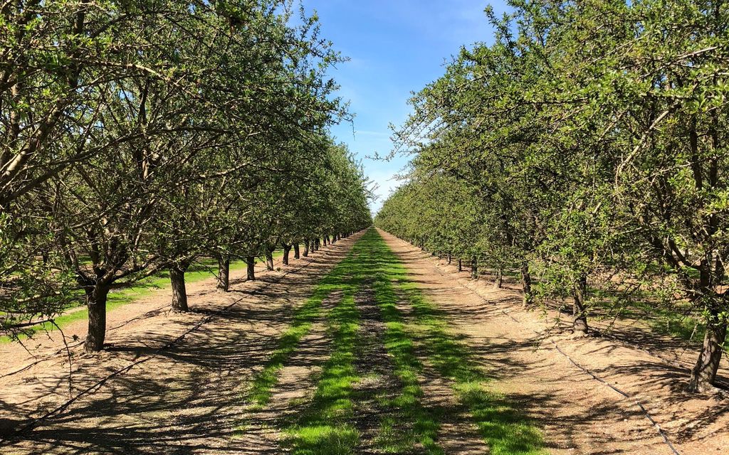 146.3 acres, Madera, CA, Property ID 7684865 Land and Farm