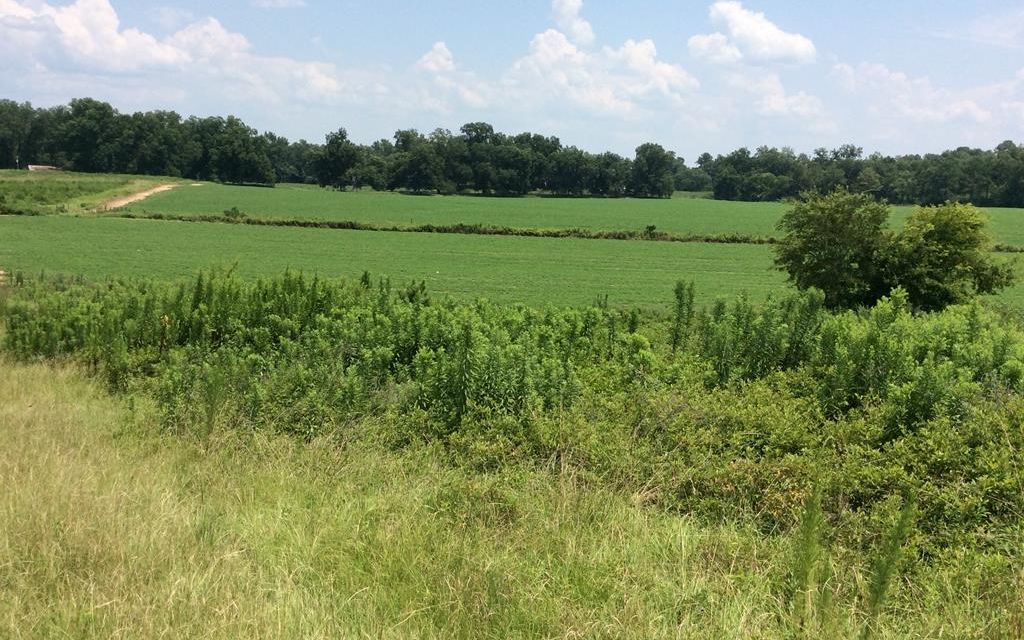 277 acres, Goshen, AL, Property ID 8321262 Land and Farm