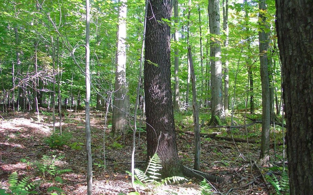 6.58 acres, Forestville, NY, Property ID 3225787 Land and Farm