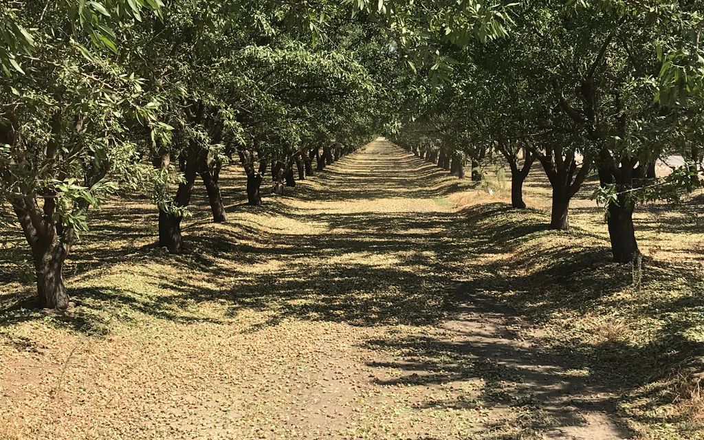 231.14 acres, Madera, CA, Property ID: 8841108 | Land and Farm