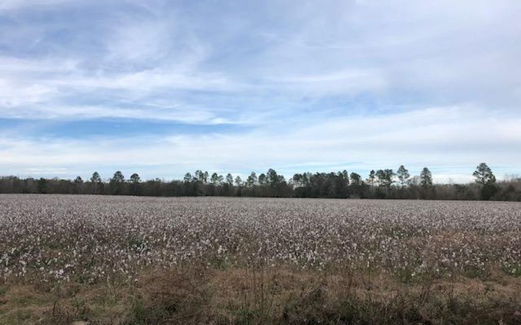 122 acres, Campbellton, FL, Property ID 8986567 Land and Farm