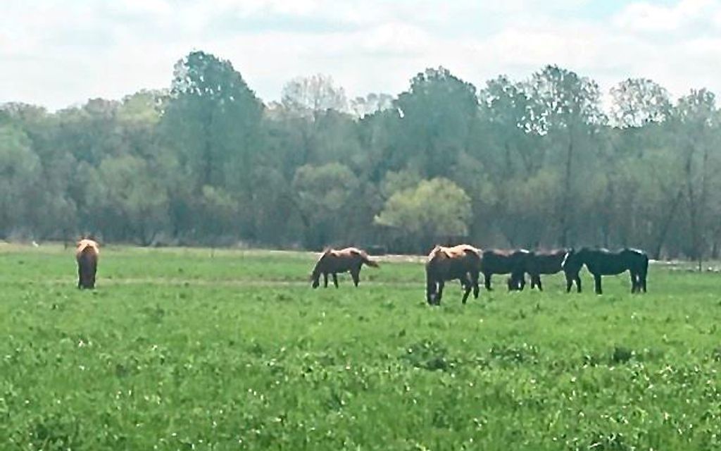 312.33 acres, De Leon, TX, Property ID 9341196 Land and Farm