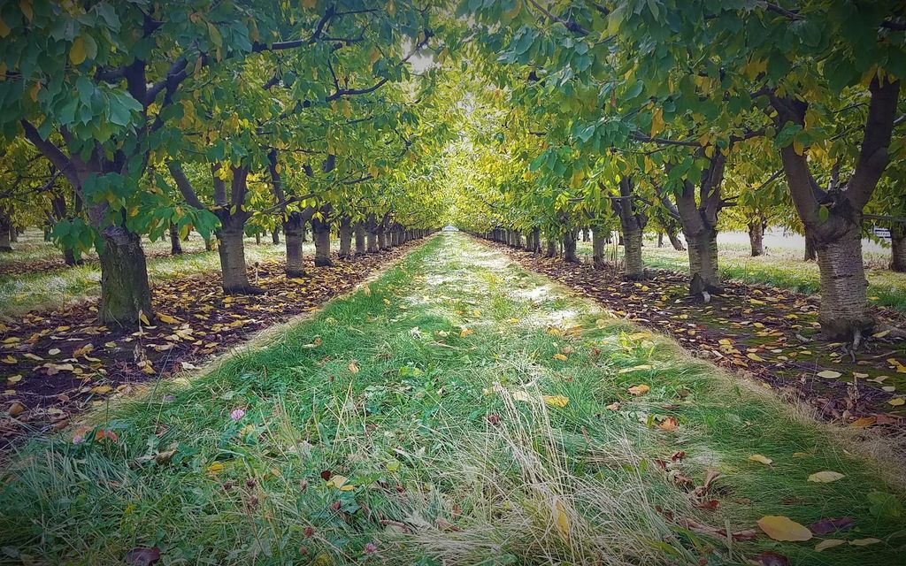 8.23 acres, Milton Freewater, OR, Property ID 8825067 Land and Farm