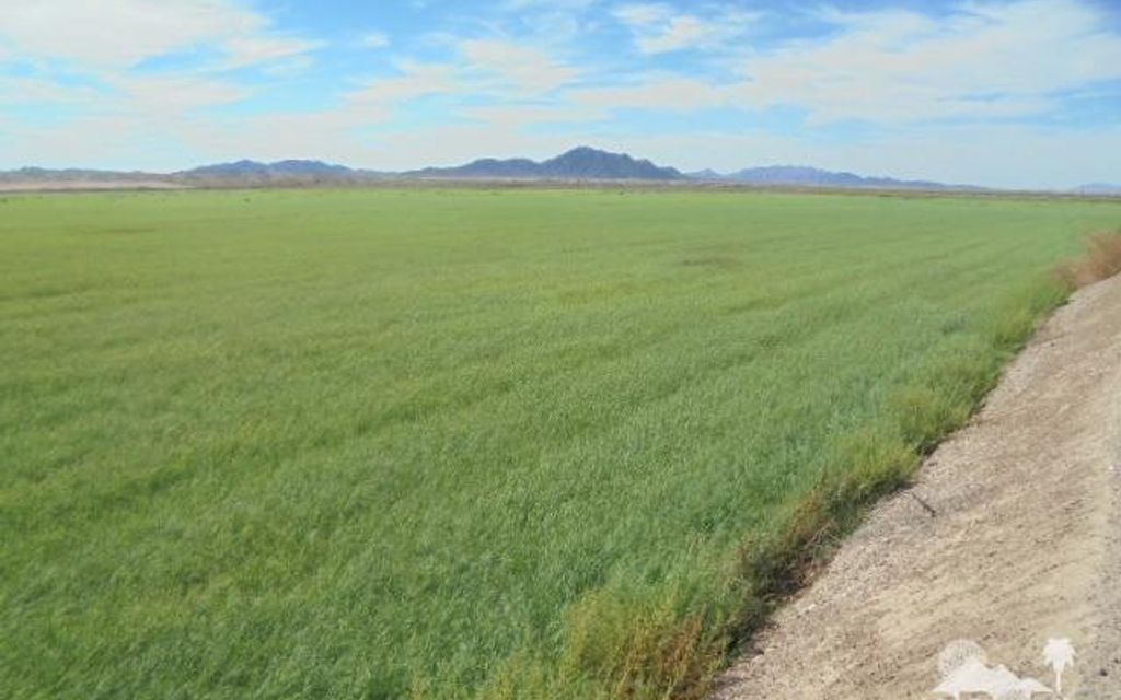 156.36 acres, Blythe, CA, Property ID 9630211 Land and Farm