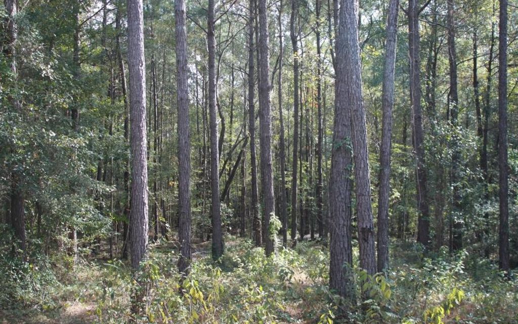 30 acres, Purvis, MS, Property ID 10093478 Land and Farm