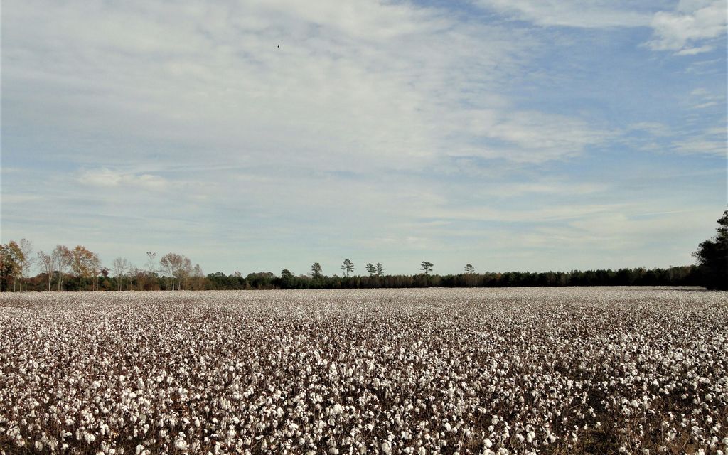 116 acres, Lamar, SC, Property ID 10139501 Land and Farm