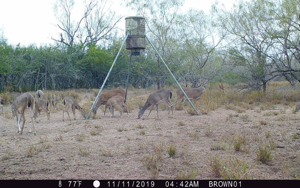 137 acres, San Isidro, TX, Property ID 9641629 Land and Farm