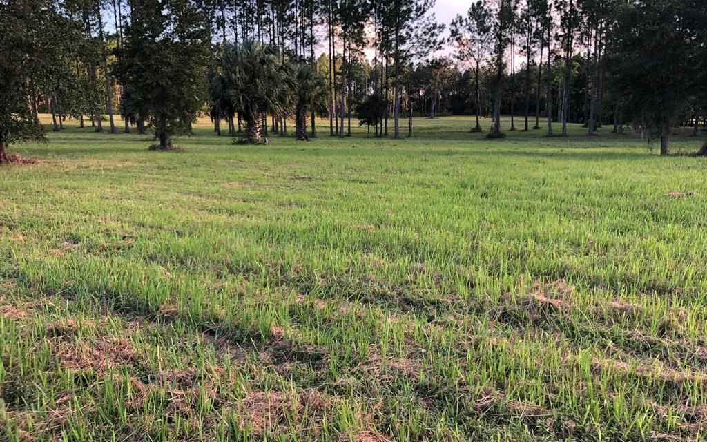 10.94 acres, Reddick, FL, Property ID 10368782 Land and Farm