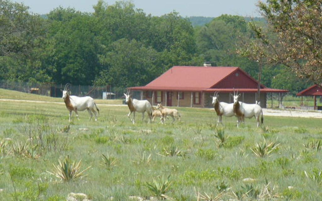 1600 acres, Zephyr, TX, Property ID 295903 Land and Farm